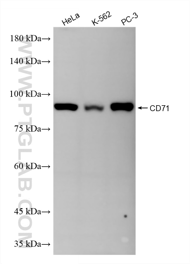 WB analysis using 81793-14-RR Western Blot (WB) analysis of various lysates using CD71 Recombinant monoclonal antibody (81793-14-RR)