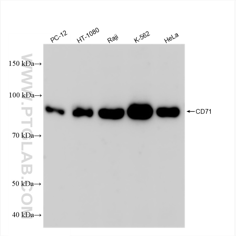 WB analysis using 81793-2-RR