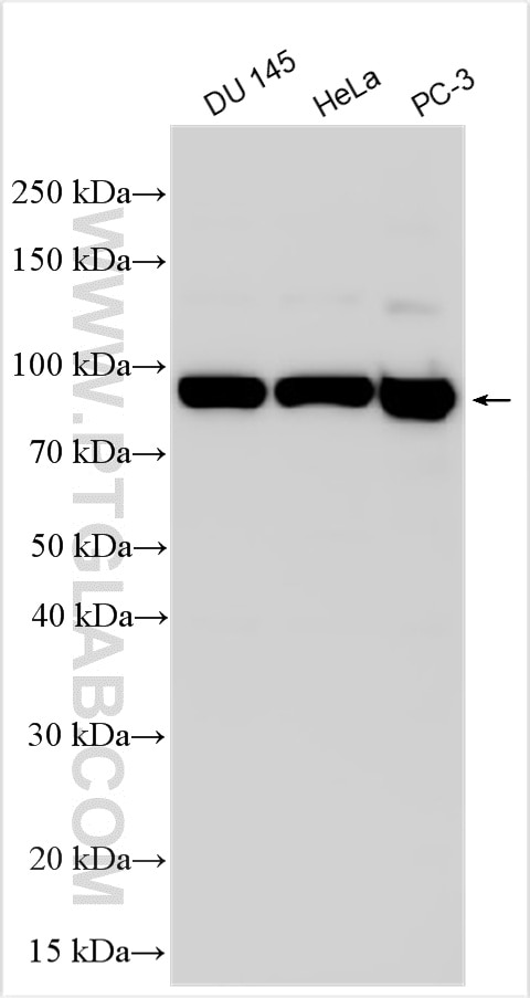 Western Blot (WB) analysis of various lysates using CD71 Recombinant antibody (81793-2-RR)