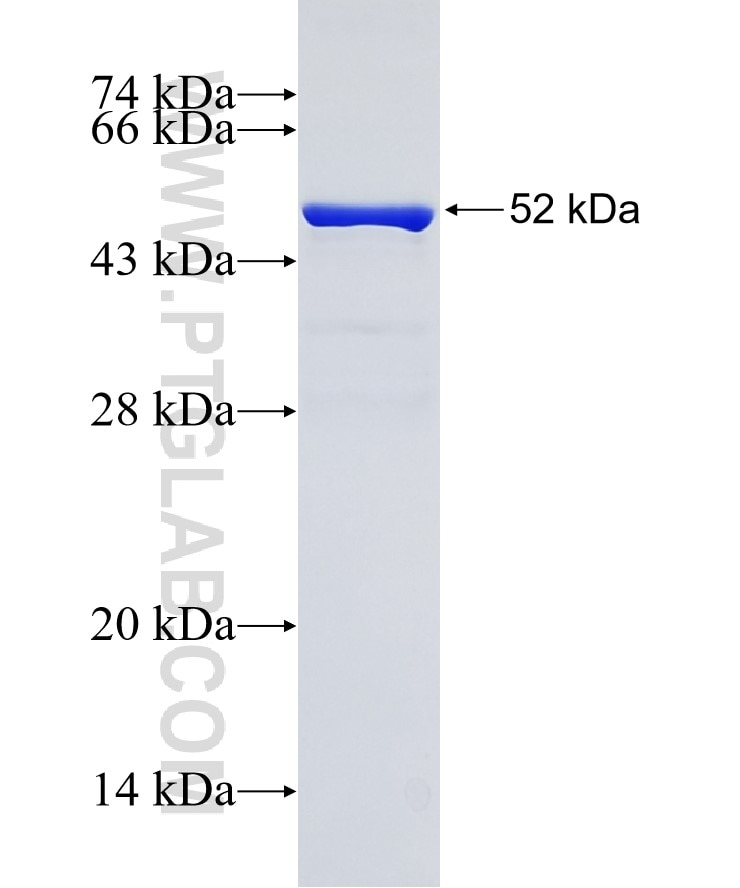 CD71 fusion protein Ag0123 SDS-PAGE