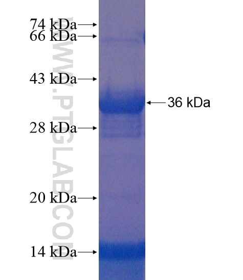 CD71 fusion protein Ag21612 SDS-PAGE