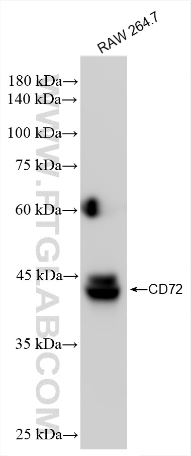 CD72 antibody (85208-5-RR) | Proteintech