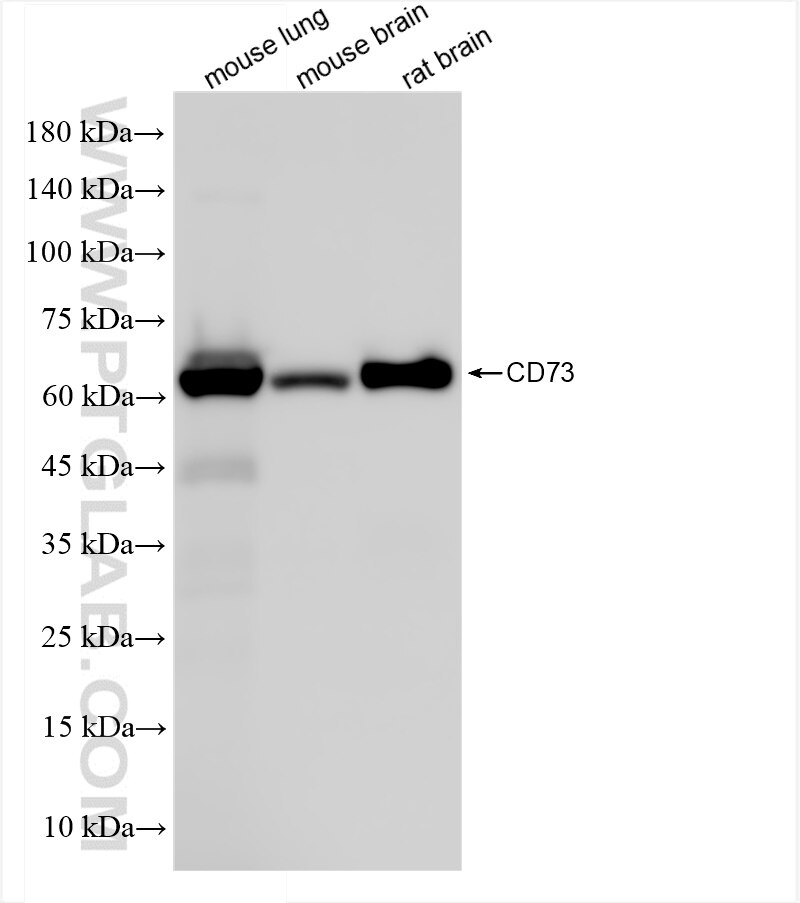 Western Blot (WB) analysis of various lysates using CD73 Recombinant antibody (84434-6-RR)