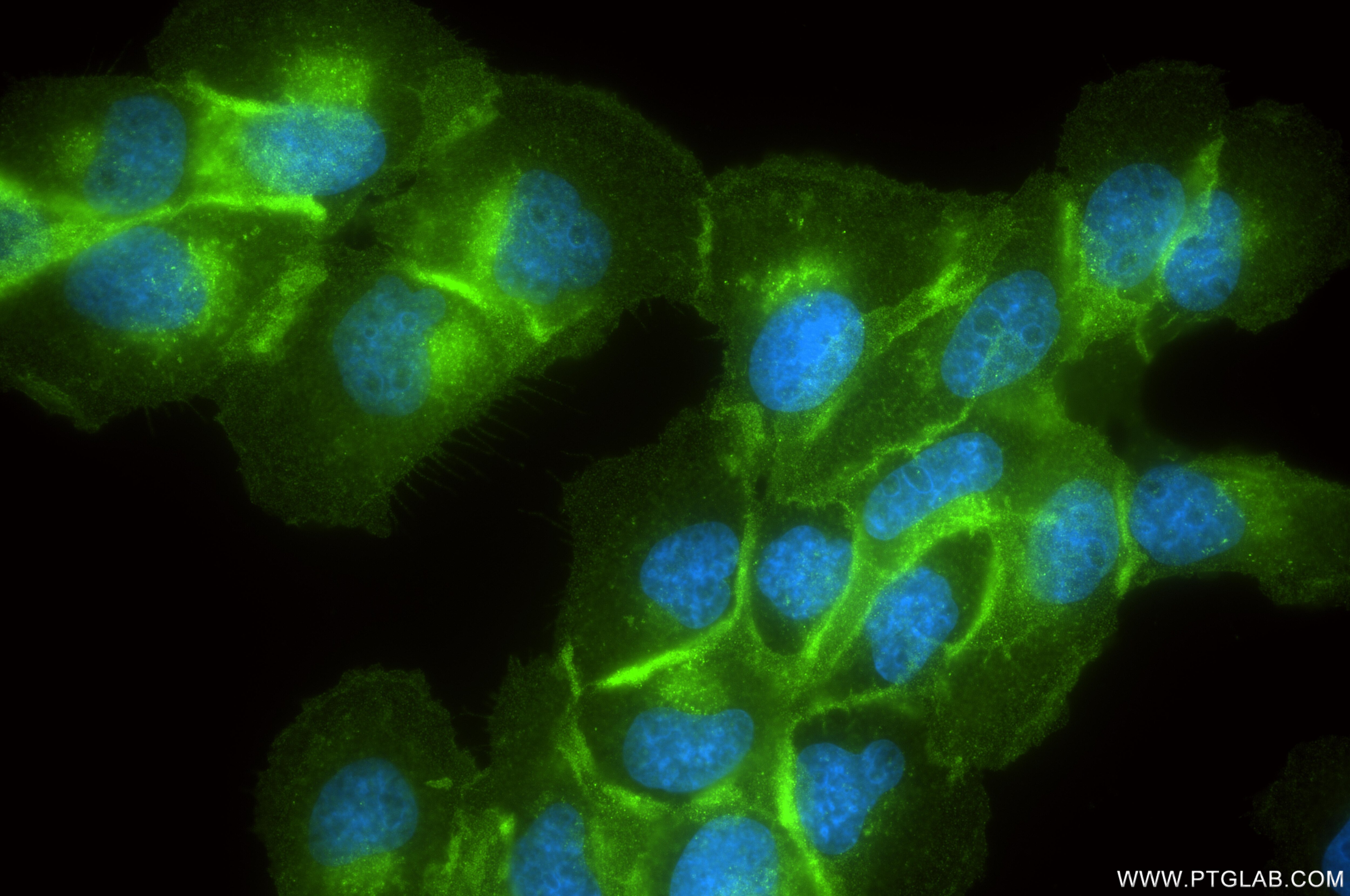 Immunofluorescence (IF) / fluorescent staining of U-251 cells using CD73 Recombinant antibody (86512-3-RR)