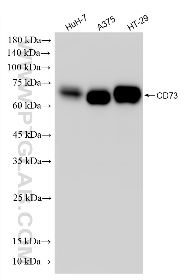 Western Blot (WB) analysis of various lysates using CD73 Recombinant antibody (86512-3-RR)