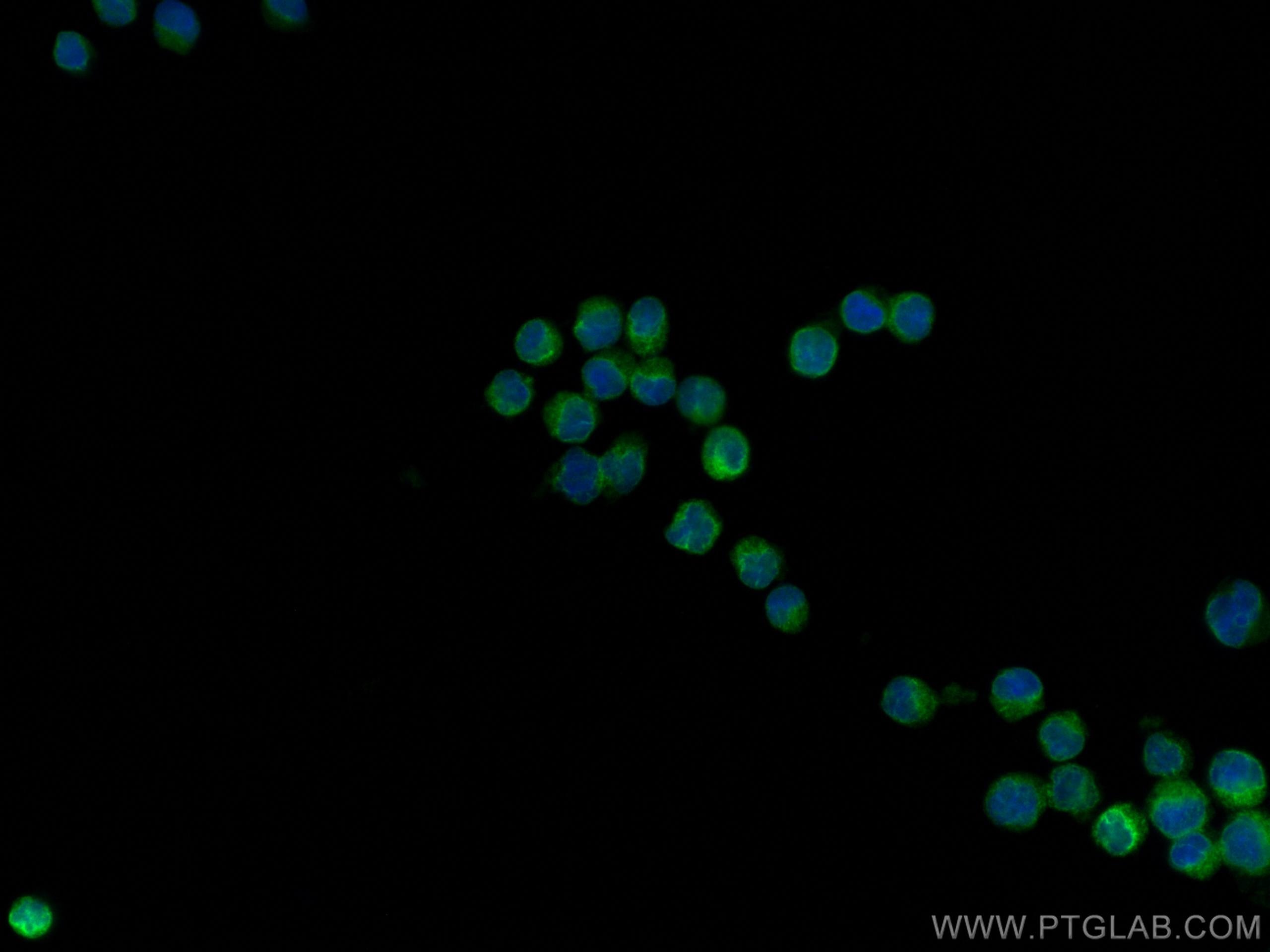 Immunofluorescence (IF) / fluorescent staining of Raji cells using CD74 Monoclonal antibody (66390-1-Ig)