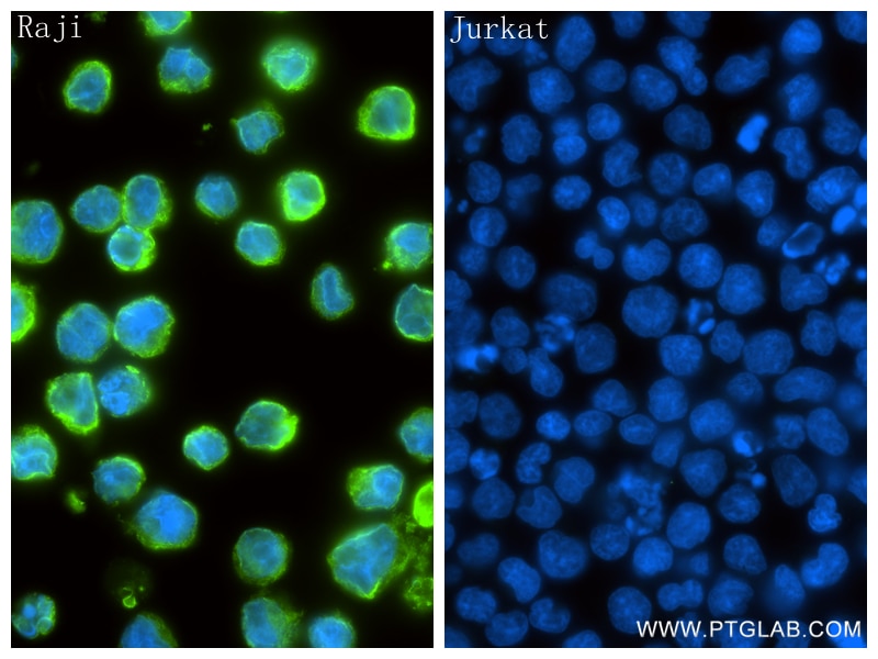Immunofluorescent analysis of (4% PFA) fixed Raji cells using CD74 antibody (86023-5-RR, Clone: 250520B12 ) at dilution of 1:800 and CoraLite®488-Conjugated Goat Anti-Rabbit IgG(H+L) (SA00013-2). Immunofluorescence (IF) / fluorescent staining of Raji cells using CD74 Recombinant monoclonal antibody (86023-5-RR)
