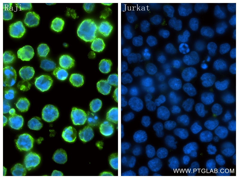 IF Staining of Raji using 98478-2-RR Immunofluorescence (IF) / fluorescent staining of Raji cells using Anti-Human CD74 Rabbit Recombinant Antibody (98478-2-RR)