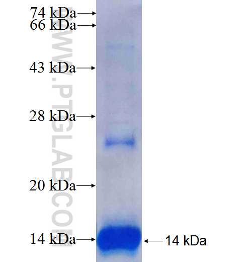CD74 fusion protein Ag25503 SDS-PAGE