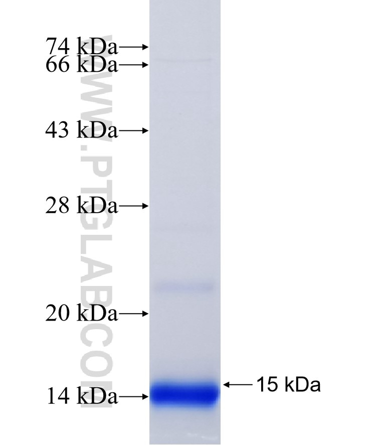 CD74 fusion protein Ag25503 SDS-PAGE