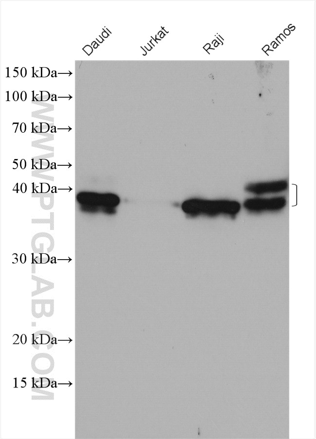 Western Blot (WB) analysis of various lysates using CD79A Polyclonal antibody (22349-1-AP)