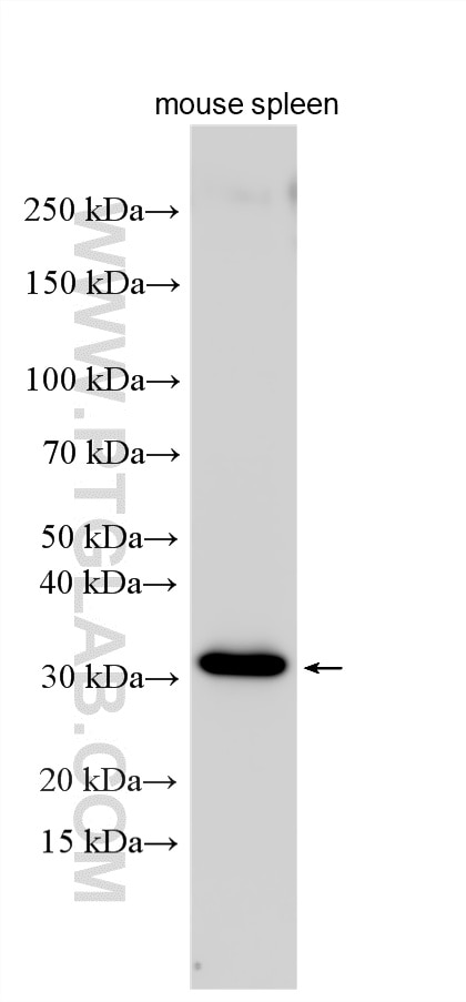 Mouse spleen tissue was subjected to SDS PAGE, followed by western blot with 31887-1-AP (CD79a antibody) at a dilution of 1:2000 incubated at room temperature for 1.5 hours. Western Blot (WB) analysis of various lysates using CD79a Polyclonal antibody (31887-1-AP)