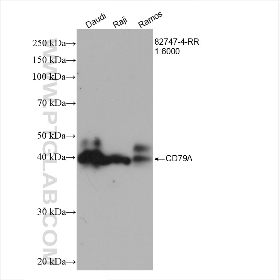 Western Blot (WB) analysis of various lysates using CD79A Recombinant antibody (82747-4-RR)