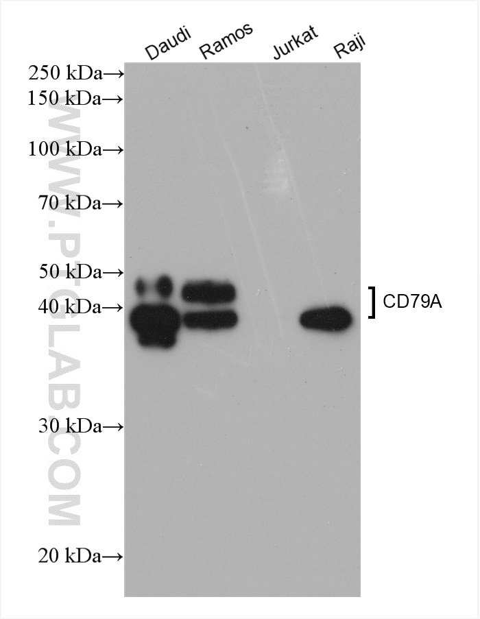 Western Blot (WB) analysis of various lysates using human CD79A Recombinant antibody (82747-6-RR)