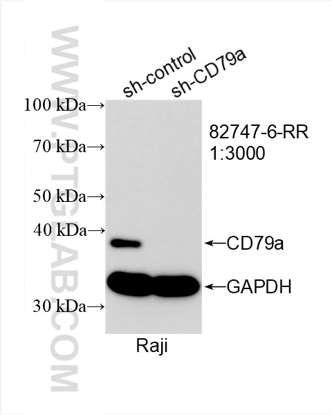 Western Blot (WB) analysis of Raji cells using CD79a Recombinant antibody (82747-6-RR)