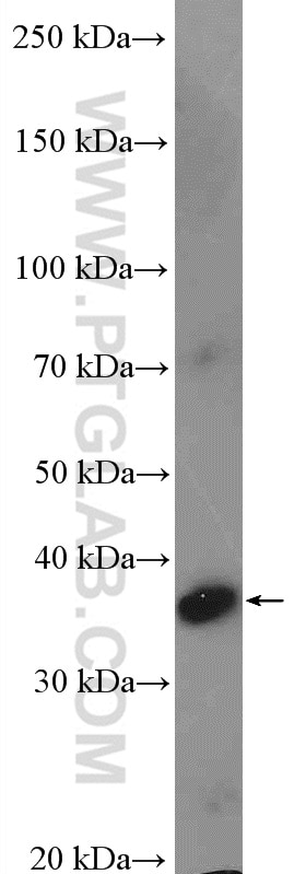 Western Blot (WB) analysis of Raji cells using CD79B Polyclonal antibody (21063-1-AP)