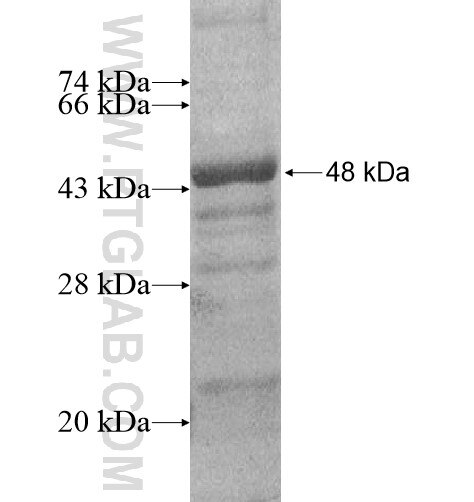 CD79B fusion protein Ag14947 SDS-PAGE