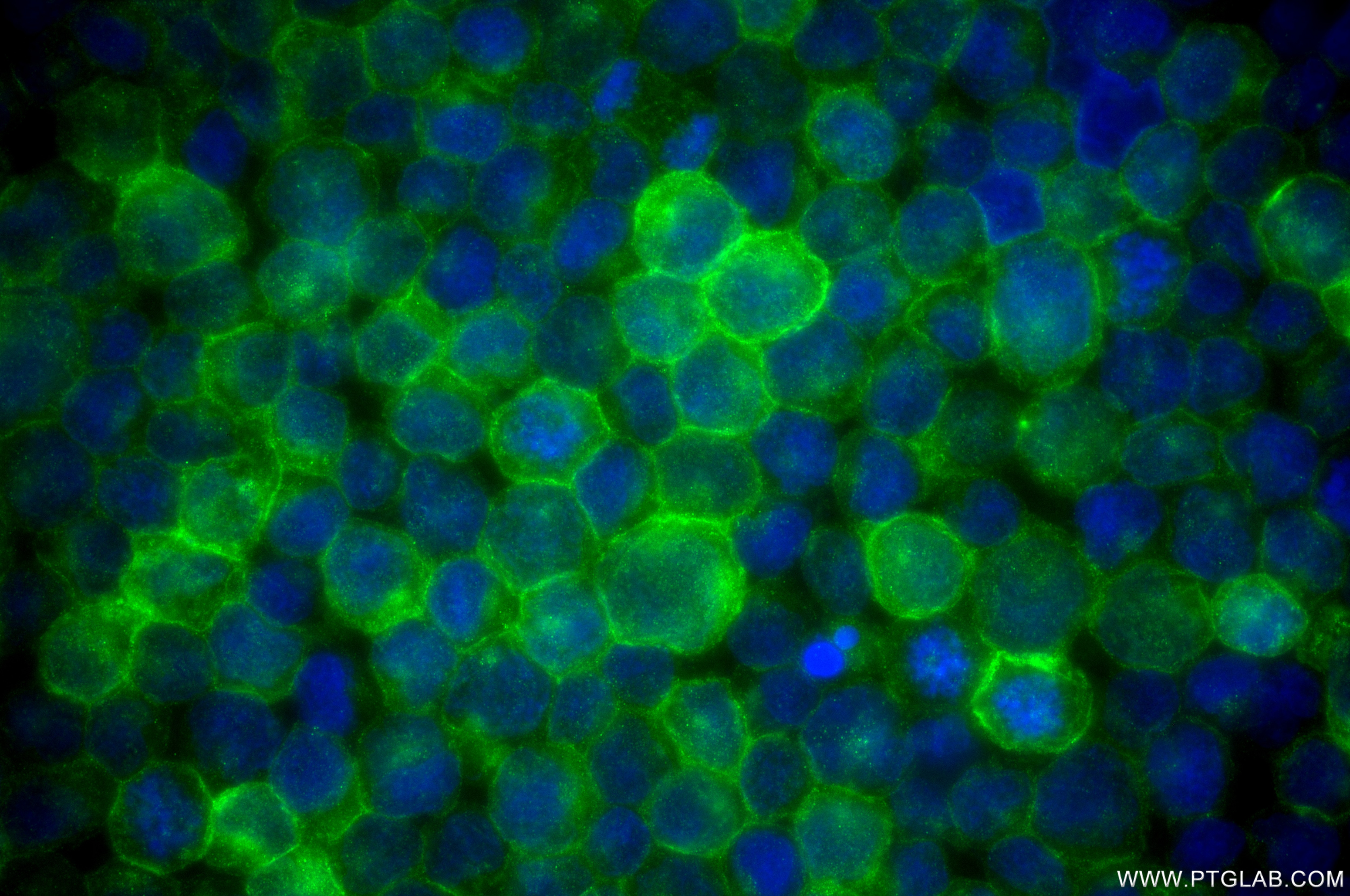 CD80