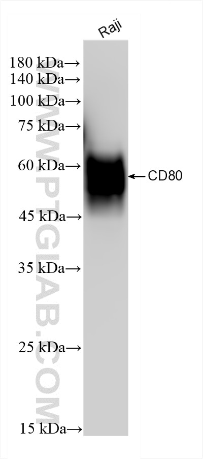 Western Blot (WB) analysis of Raji cells using CD80 Recombinant antibody (83198-5-RR)