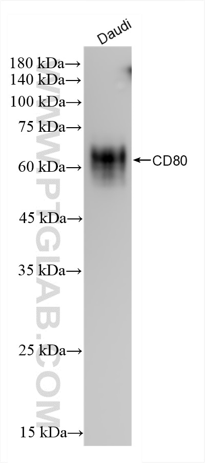 CD80