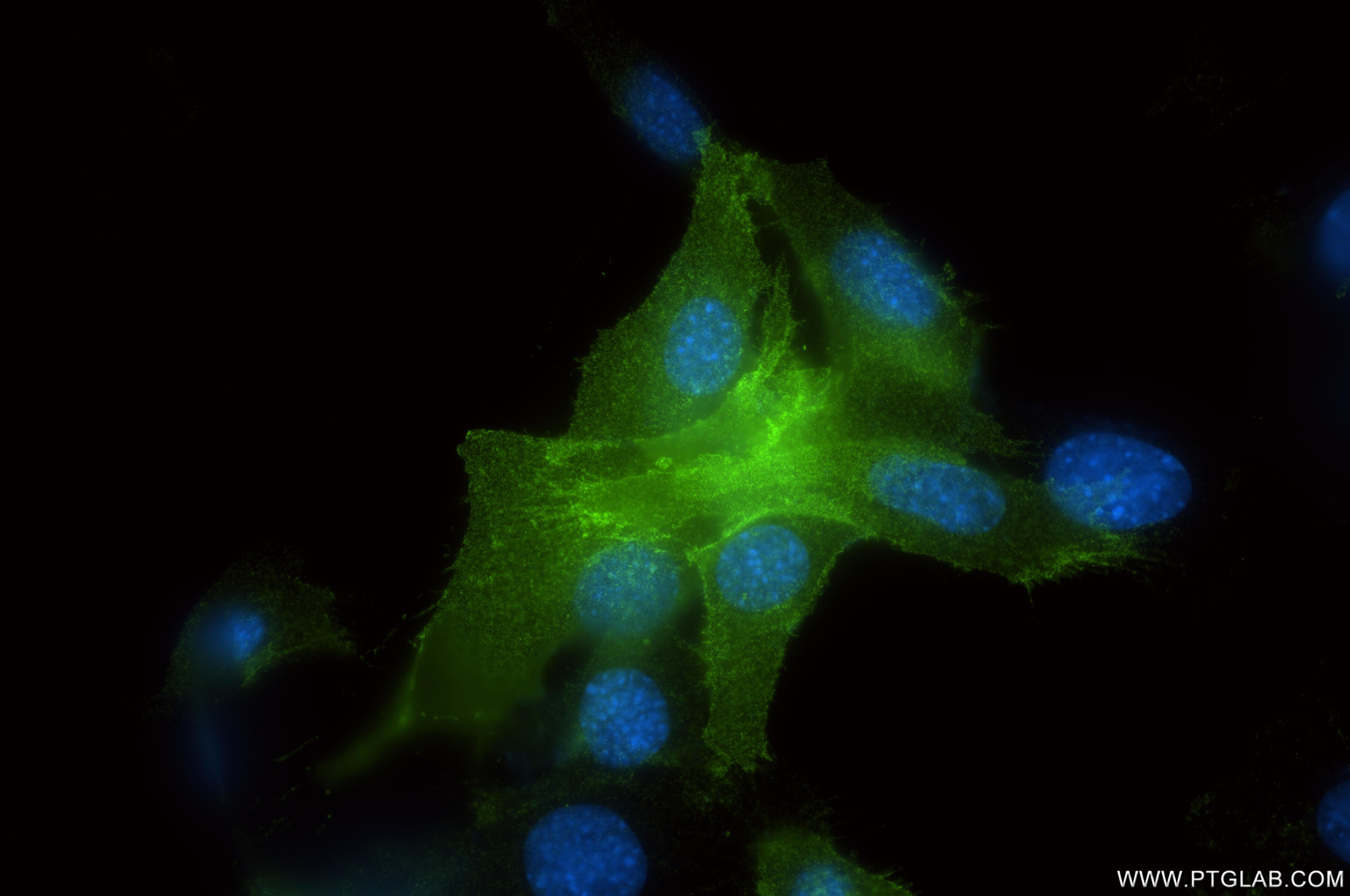 Immunofluorescence (IF) / fluorescent staining of C2C12 cells using CD80 Recombinant antibody (86532-1-RR)