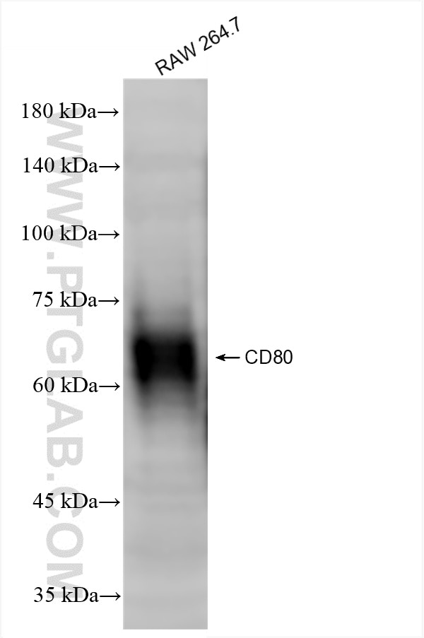 Western Blot (WB) analysis of various lysates using CD80 Recombinant antibody (86532-1-RR)