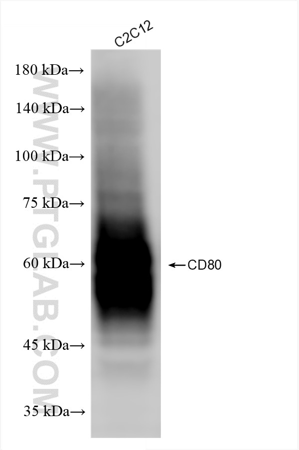 Western Blot (WB) analysis of various lysates using CD80 Recombinant antibody (86532-1-RR)