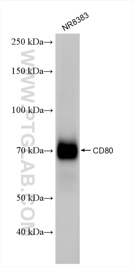 Western Blot (WB) analysis of NR8383 cells using CD80 Recombinant antibody (86532-1-RR)