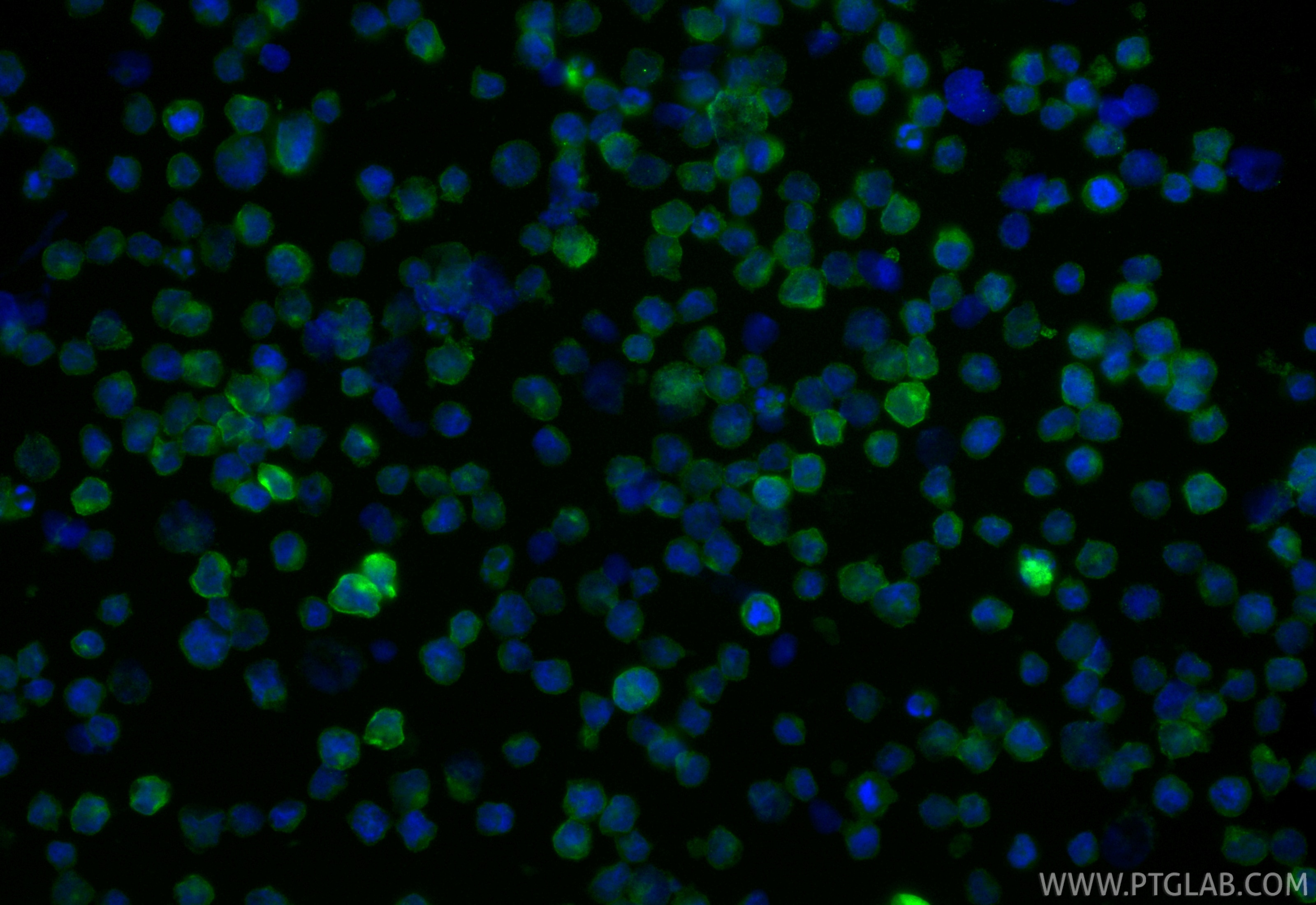 Immunofluorescent analysis of (4% PFA) fixed Raji cells using CoraLite® Plus 488 CD80 antibody (CL488-83198-4, Clone: 242913H3 ) at dilution of 1:200. Immunofluorescence (IF) / fluorescent staining of Raji cells using CoraLite® Plus 488-conjugated CD80 Recombinant mon (CL488-83198-4)