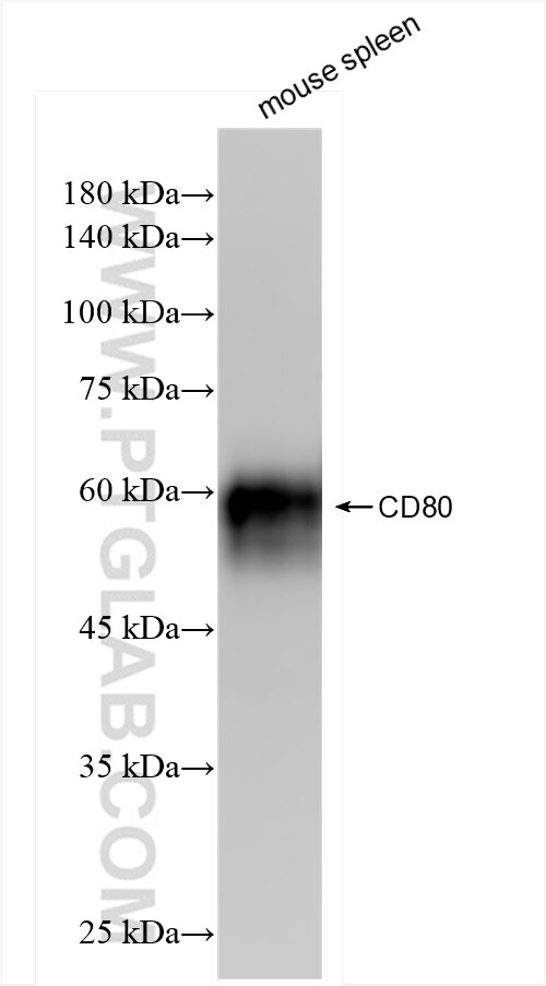 Western Blot (WB) analysis of mouse spleen tissue using CD80/B7-1 Recombinant antibody (84137-5-RR)