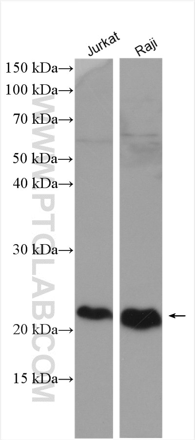 Western Blot (WB) analysis of Raji cells using CD81 Polyclonal antibody (27855-1-AP)