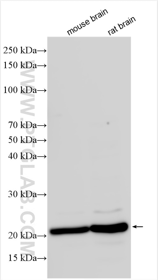 Western Blot (WB) analysis of various lysates using CD81 Polyclonal antibody (27855-1-AP)