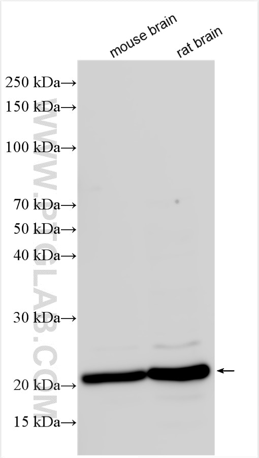 WB analysis using 27855-1-AP