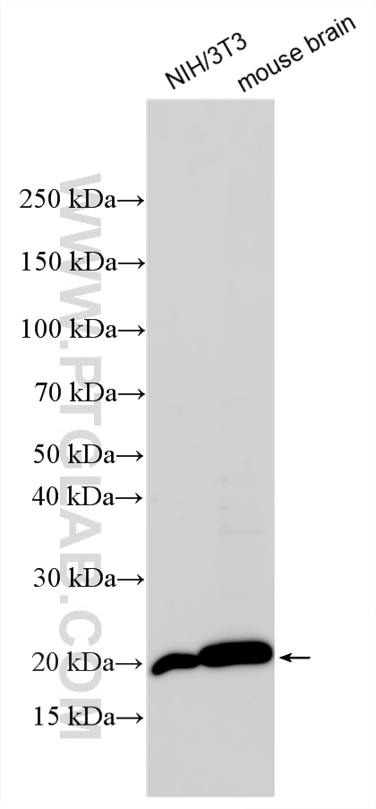 Western Blot (WB) analysis of various lysates using CD81 Polyclonal antibody (33170-1-AP)