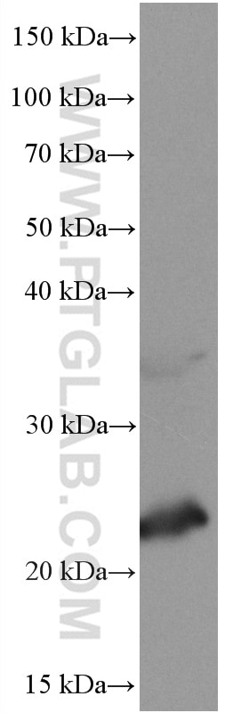 Western Blot (WB) analysis of THP-1 cells using CD81 Monoclonal antibody (66866-1-Ig)