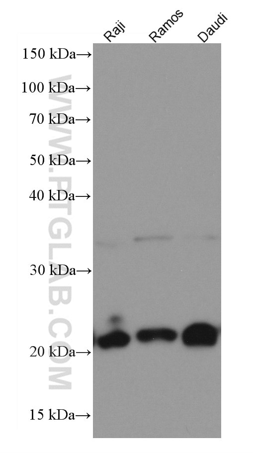 Western Blot (WB) analysis of various lysates using CD81 Monoclonal antibody (66866-1-Ig)