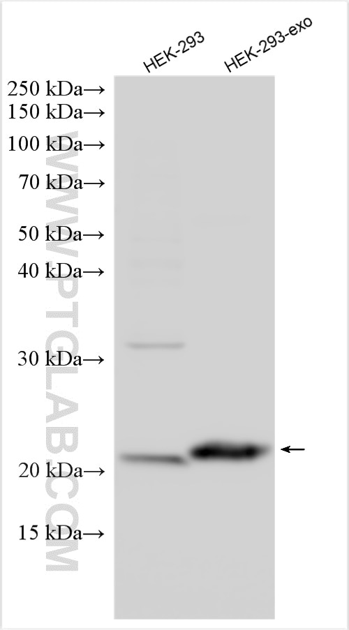 Western Blot (WB) analysis of various lysates using CD81 Monoclonal antibody (66866-1-Ig)