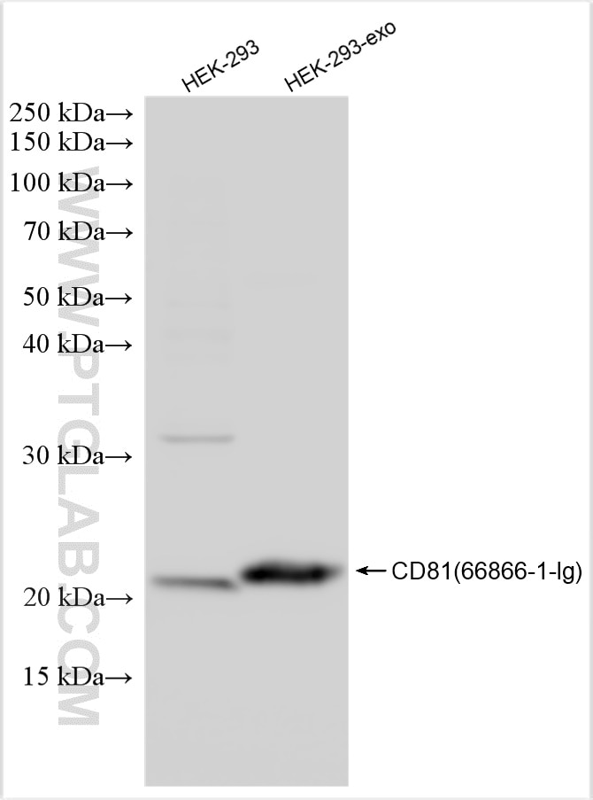 Western Blot (WB) analysis of various lysates using CD81 Monoclonal antibody (66866-1-Ig)