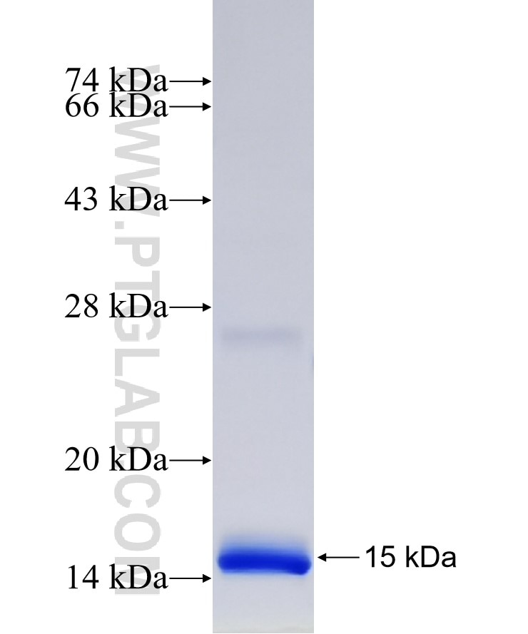 CD81 fusion protein Ag27298 SDS-PAGE