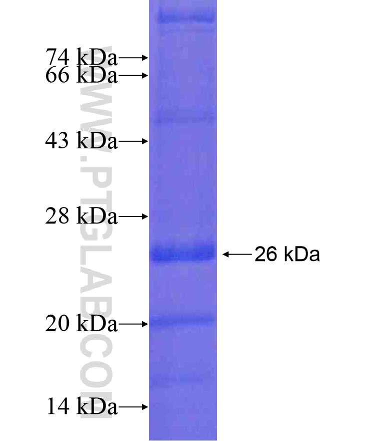 CD81 fusion protein Ag17364 SDS-PAGE