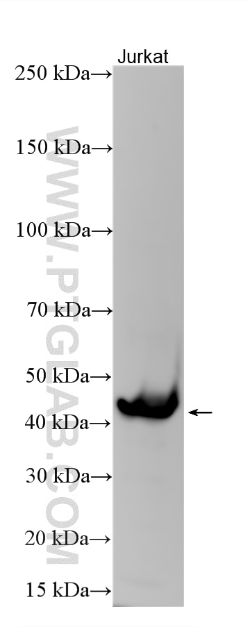 WB analysis using 10248-1-AP Western Blot (WB) analysis of various lysates using CD82 Polyclonal antibody (10248-1-AP)