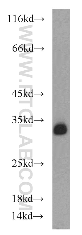 Western Blot (WB) analysis of K-562 cells using CD82 Polyclonal antibody (10248-1-AP)