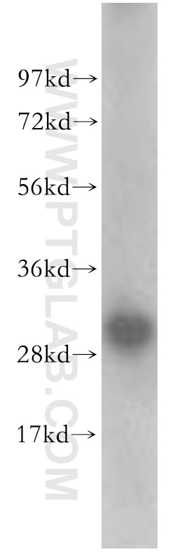 Western Blot (WB) analysis of mouse brain tissue using CD82 Polyclonal antibody (10248-1-AP)