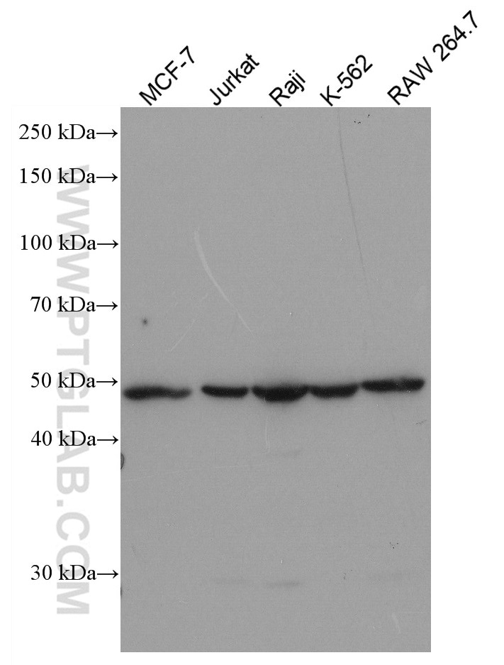 Western Blot (WB) analysis of various lysates using CD82 Monoclonal antibody (66803-1-Ig)