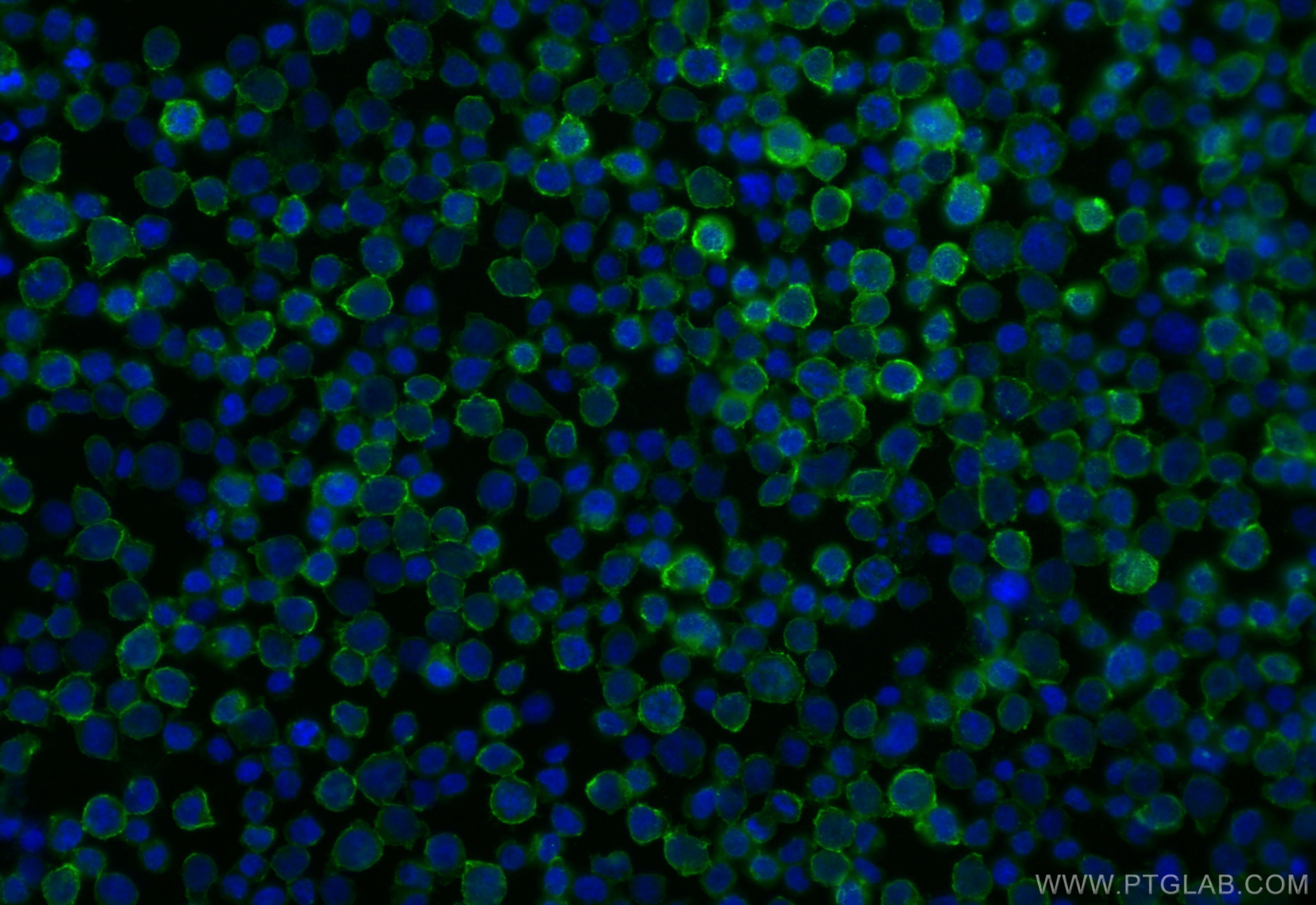 Immunofluorescence (IF) / fluorescent staining of Jurkat cells using CoraLite® Plus 488-conjugated CD82 Recombinant ant (CL488-84617-3)