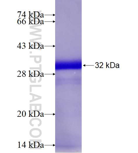 CD82 fusion protein Ag17513 SDS-PAGE