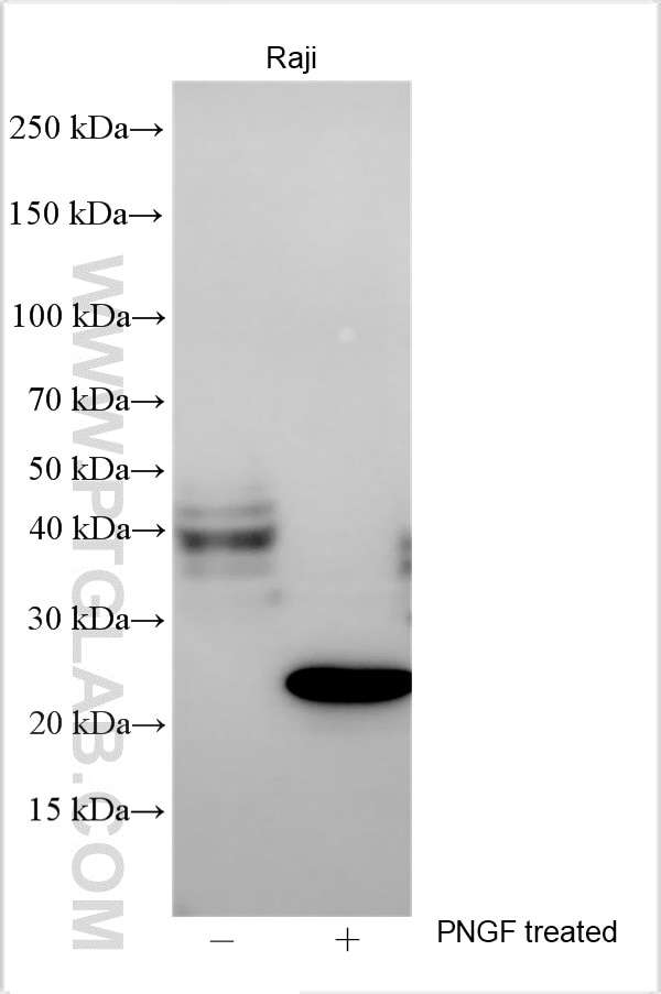 Western Blot (WB) analysis of various lysates using CD83 Polyclonal antibody (27873-1-AP)