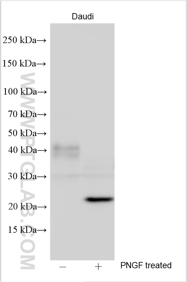 CD83