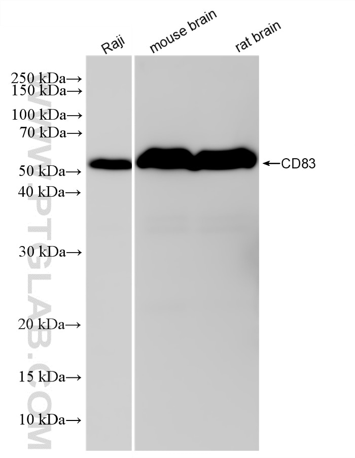 Western Blot (WB) analysis of various lysates using CD83 Recombinant monoclonal antibody (83907-5-RR)