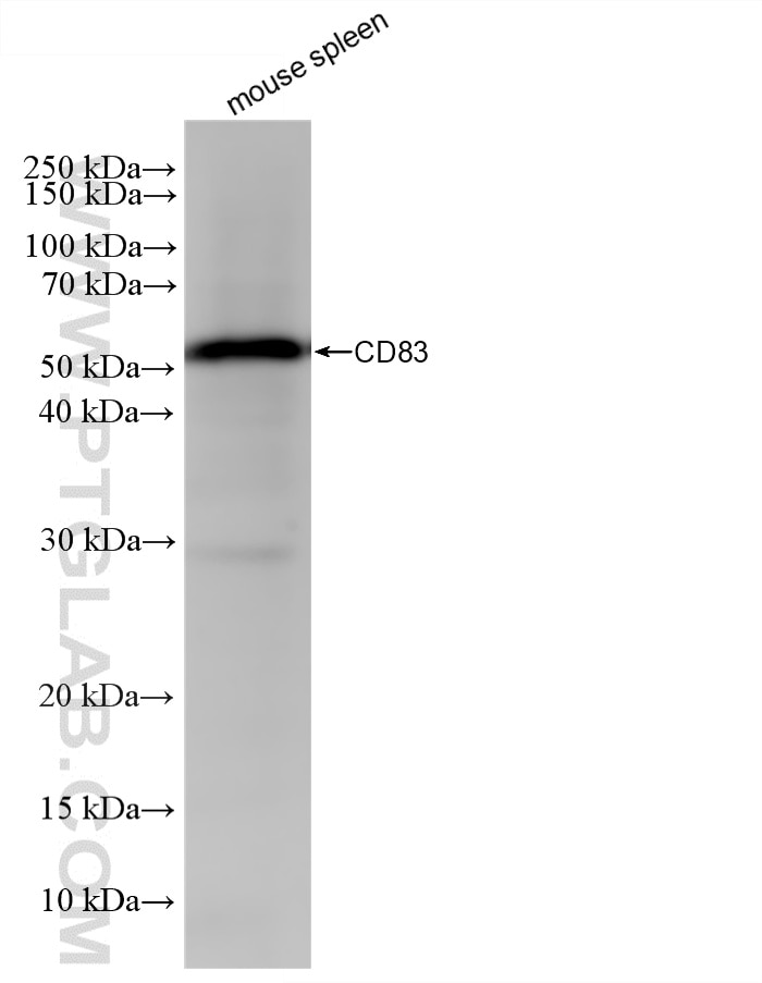 Western Blot (WB) analysis of mouse spleen tissue using CD83 Recombinant monoclonal antibody (83907-5-RR)